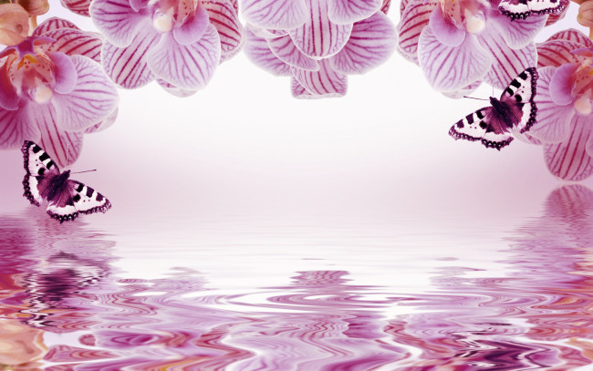 Обои картинки фото разное, компьютерный дизайн, фон, орхидеи, бабочки, отражение, рамка, цветы