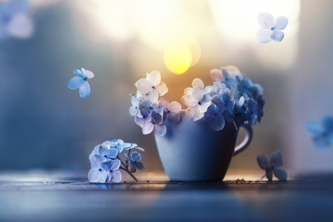 Обои картинки фото цветы, гортензия, чашка