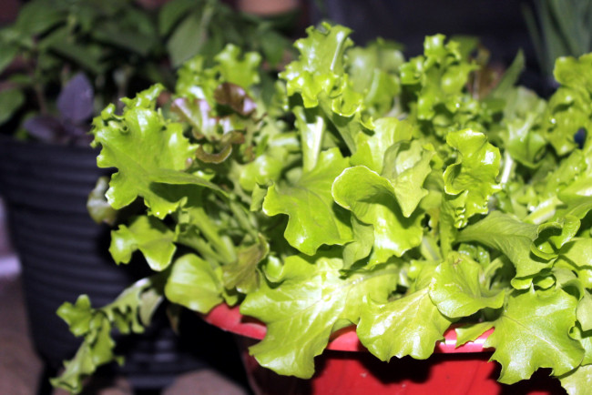 Обои картинки фото еда, овощи, зеленый, салат, листья