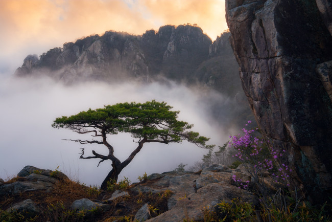 Обои картинки фото природа, горы, цветы, сосна, туман, облака, трава, пейзаж, куст, скала, дерево