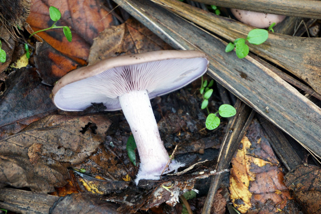 Обои картинки фото природа, грибы, шляпка, гриб, листья