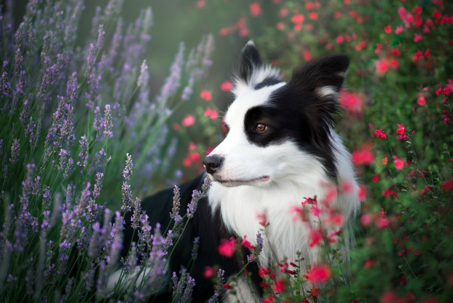 Обои картинки фото животные, собаки, лето, собака, цветы