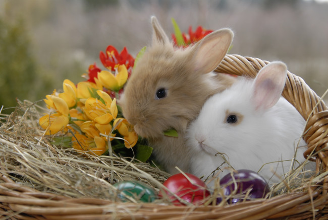 Обои картинки фото животные, кролики,  зайцы, цветы, крашенки, солома