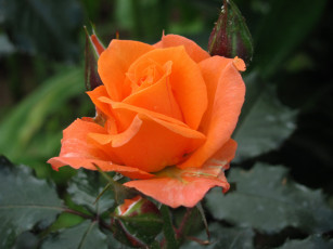 Картинка цветы розы персиковая роза бутон