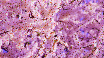 Картинка цветы цветущие+деревья+ +кустарники весна цветущее плодовое дерево