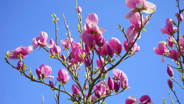 Картинка цветы магнолии розовая магнолия бутоны весна