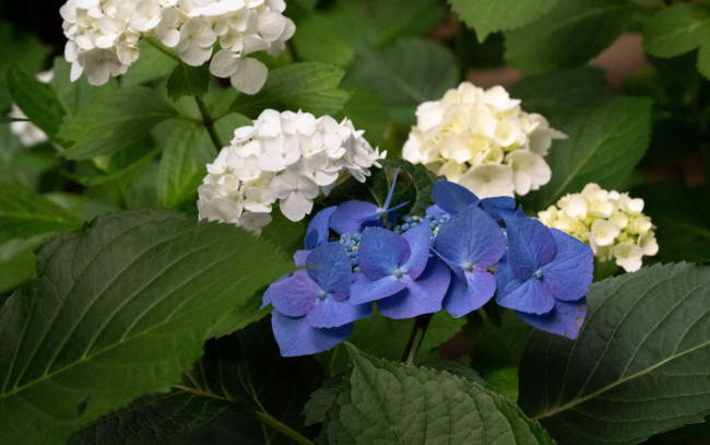 Обои картинки фото цветы, гортензия, синяя, белая, гортезия, куст