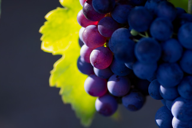 Обои картинки фото природа, Ягоды, виноград