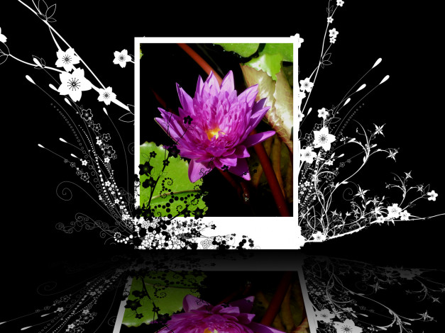 Обои картинки фото цветы, лилии, водяные, нимфеи, кувшинки, лилия
