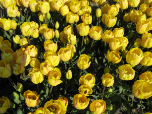 Картинка цветы тюльпаны тюдьпаны