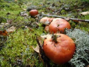 Картинка природа беларуси грибочки сыроежки грибы грибники лес