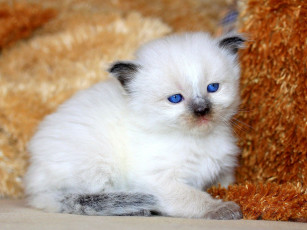 Картинка животные коты малыш котенок пушистый белый