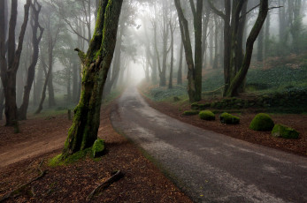 обоя природа, дороги, дорога, туман, лес