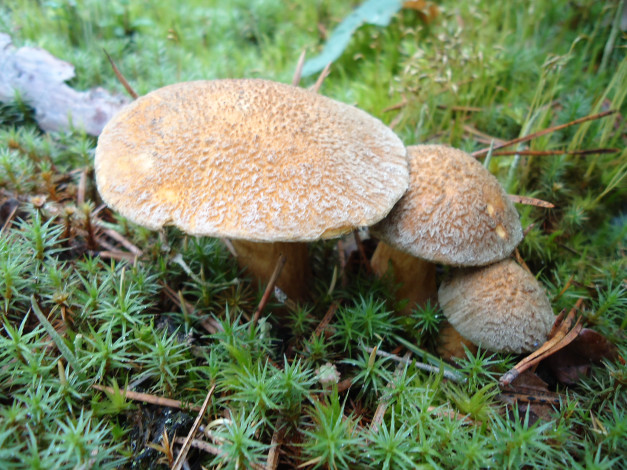 Обои картинки фото природа, беларуси, грибочки, грибы, лес, поход, в, грибники, ель