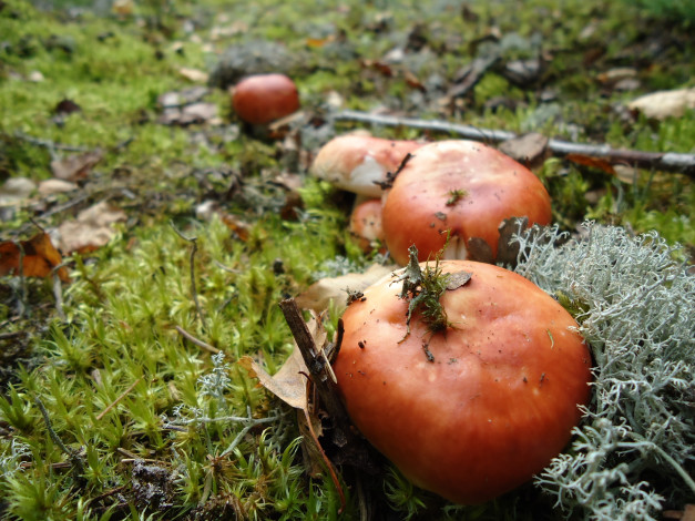 Обои картинки фото природа, беларуси, грибочки, сыроежки, грибы, грибники, лес