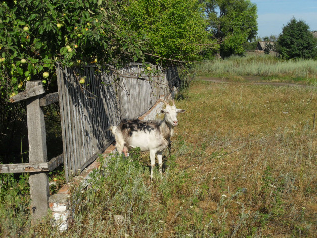 Обои картинки фото животные, козы, коза