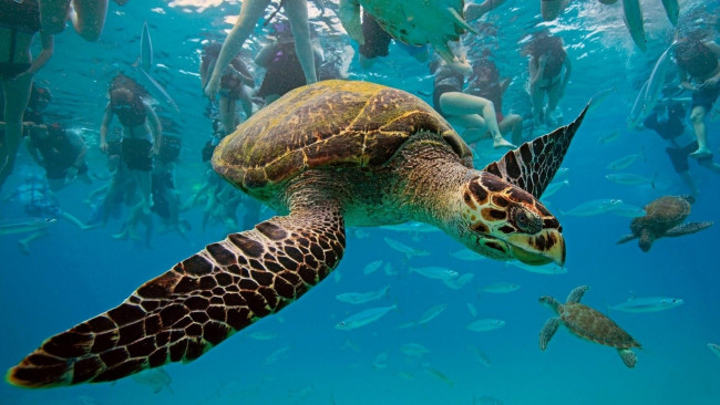 Обои картинки фото turtle, travelling, underwater, животные, Черепахи, океан, ныряльщики, черепаха