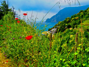 Картинка italy cinque terre природа побережье пейзаж цветы горы