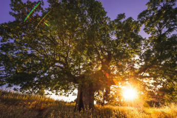 Картинка природа восходы закаты солнце дерево