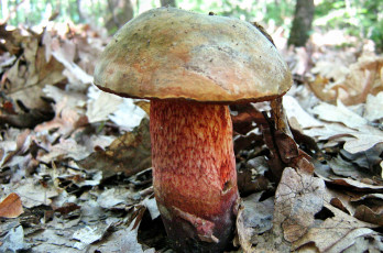 Картинка природа грибы гриб листья трава