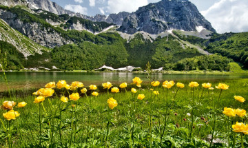Картинка природа пейзажи цветы трава луг лес река горы