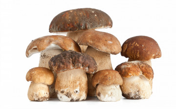 Картинка еда грибы грибные блюда белые урожай