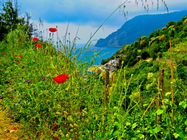 Обои картинки фото italy, cinque, terre, природа, побережье, пейзаж, цветы, горы