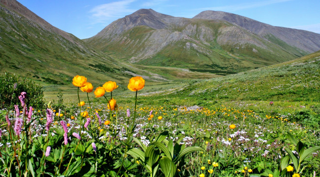 Обои картинки фото природа, луга, горы, долина, луг, трава, цветы