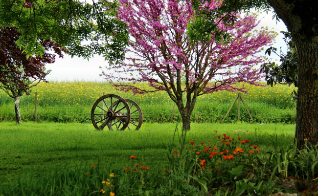 Обои картинки фото природа, пейзажи, трава, колесо, ограда, поле, деревья, цветы