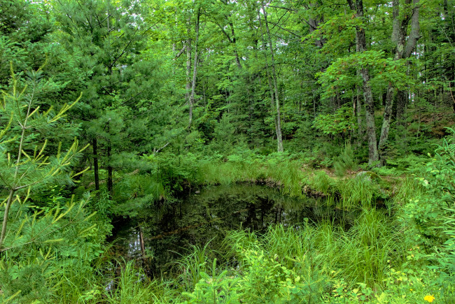 Обои картинки фото природа, лес, зелень, деревья, озерцо