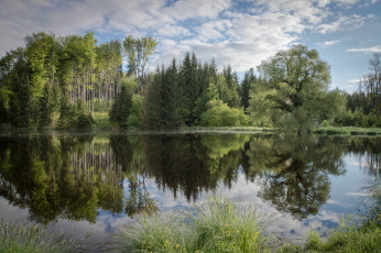 Картинка природа реки озера отражение лето озеро лес