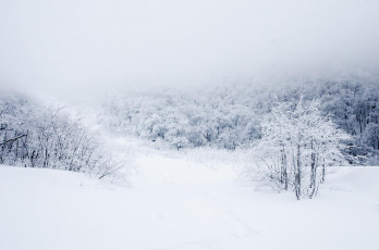 Картинка природа зима иней снег лес