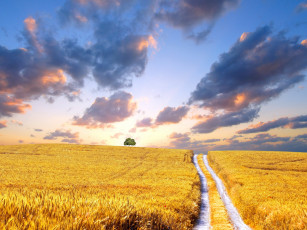 Картинка природа дороги небо облака закат поле дорога дерево пшеница