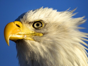 Картинка животные птицы+-+хищники небо голова орел