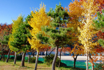 Картинка природа деревья Япония токия город дома вода осень