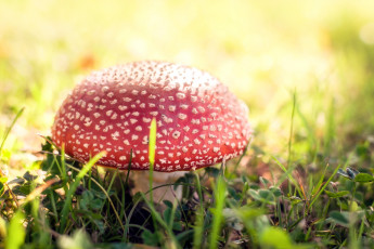 Картинка природа грибы +мухомор лес гриб
