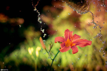 обоя цветы, лилии,  лилейники, брызги, капли, вода, цветок