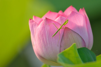 Картинка цветы лотосы макро насекомое богомол лотос