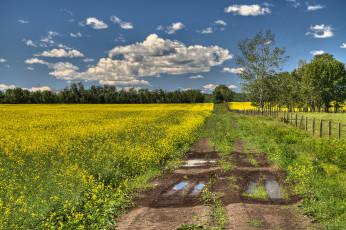 Картинка природа дороги поле колея