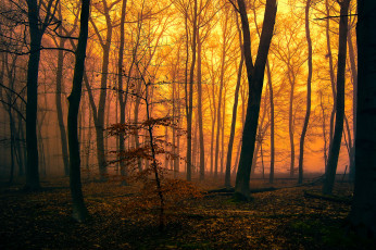 Картинка природа лес деревья вечер туман зарево осень