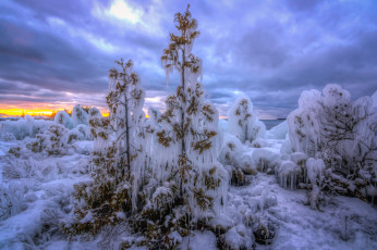 Картинка природа зима сосульки кустарник