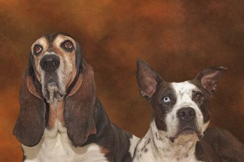Картинка животные собаки питбуль бассет-хаунд