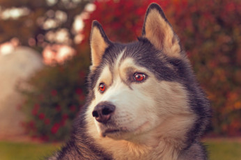 Картинка животные собаки портрет хаски собака морда