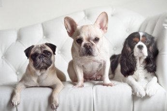 Картинка животные собаки спаниель мопс французский бульдог взгляд трио троица