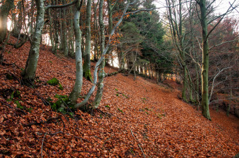 Картинка природа лес деревья листва склон осень