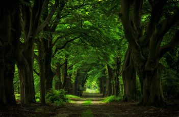 Картинка природа дороги дорожка деревья аллея
