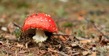 Картинка природа грибы +мухомор гриб фон