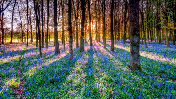 Картинка природа лес лучи солнце тень цветы колокольчики деревья