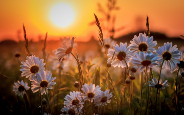 Картинка цветы ромашки закат природа