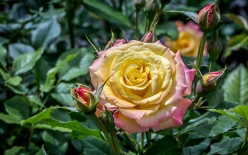 Картинка цветы розы роза красавица бутоны лепестки